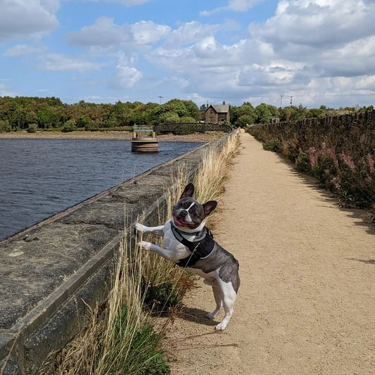 Blackmoorfoor Reservoir