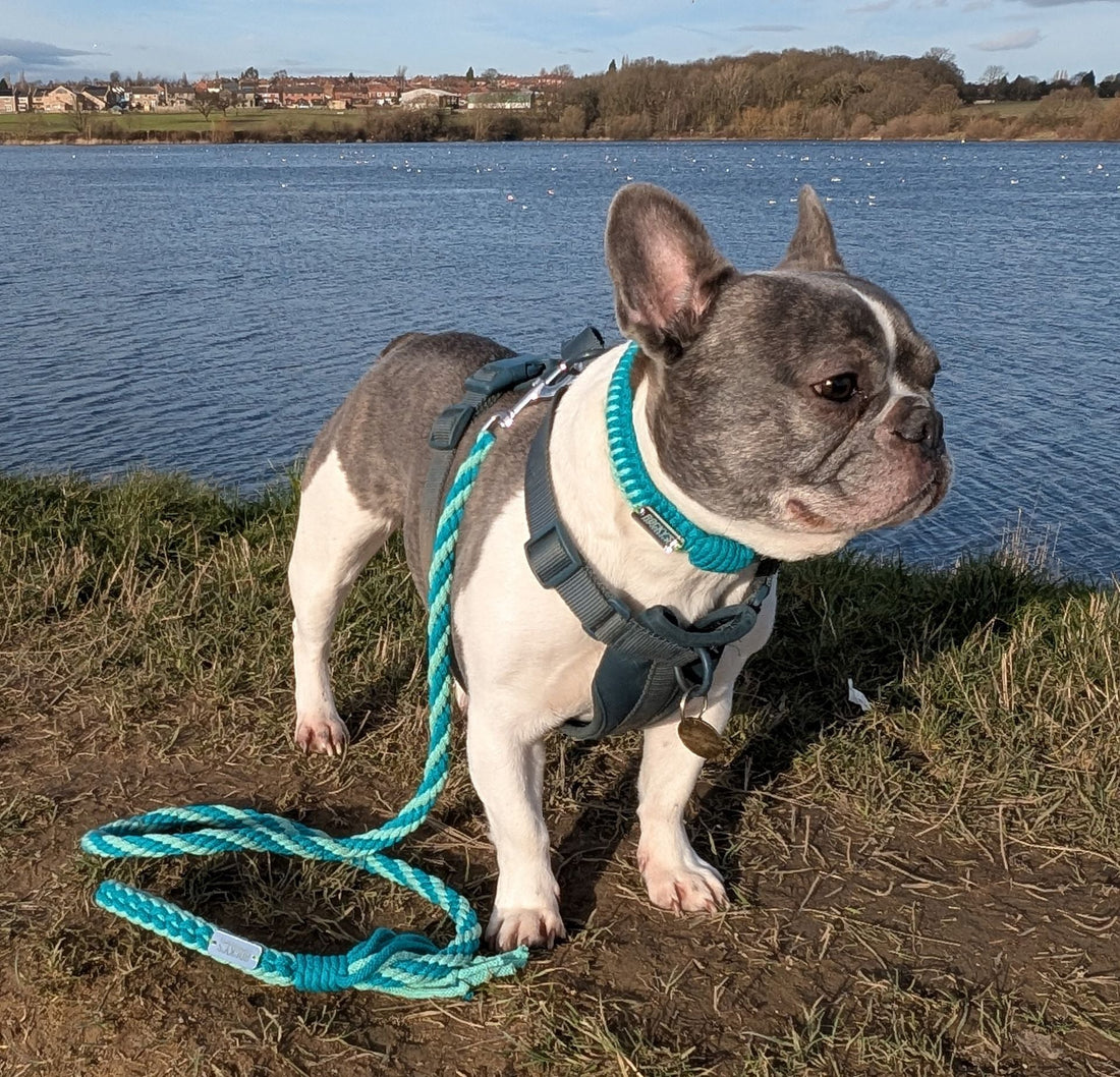 🐾 Dog-Friendly Summer Activities in the UK: Beaches, Pubs, and DIY Adventures