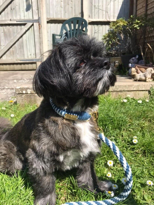 Dog Friendly Accommodation in the UK