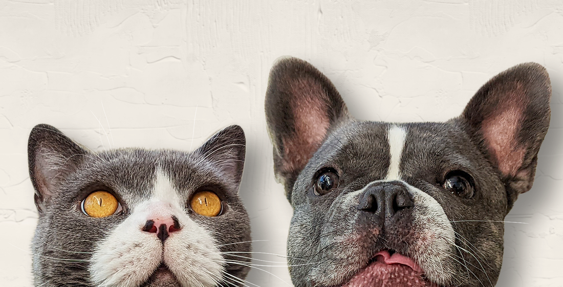 Dexter and Rocky of Rocky's Pet Products