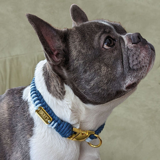 Macrame Two Tone Blue Dog Collar on Rocky