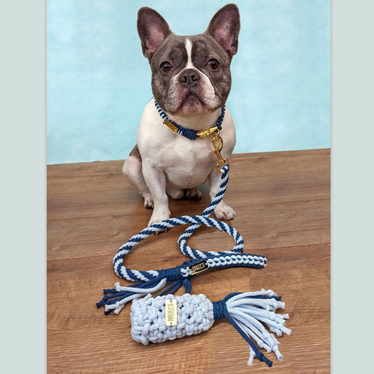 Macrame Two Tone Blue DIY Dog Lead, Collar and Poop Bag on Rocky