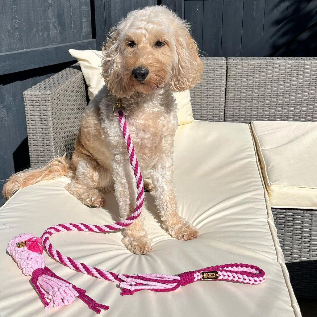 Macrame Two Tone Pink DIY Dog Lead On Dog