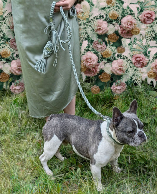 Macrame Sage DIY Dog Lead, Collar and Poop Bag on Rocky for Wedding