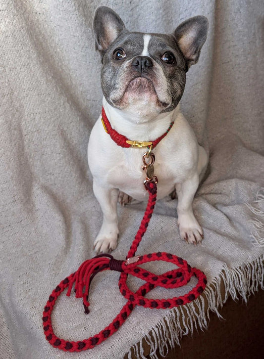 Macrame Valentine's Day Heart Pattern DIY Dog Lead and Collar on Rocky