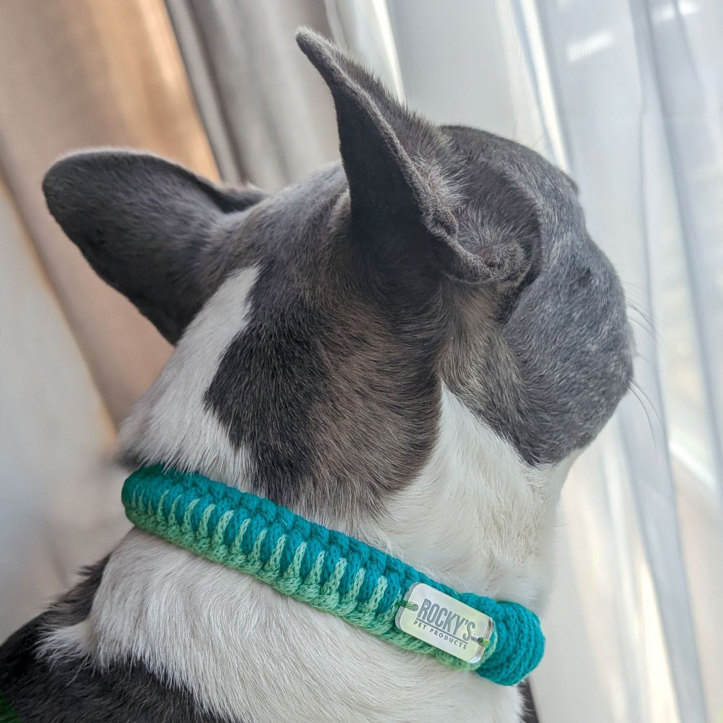 Rocky wearing a Macrame DIY Mint Dog Collar