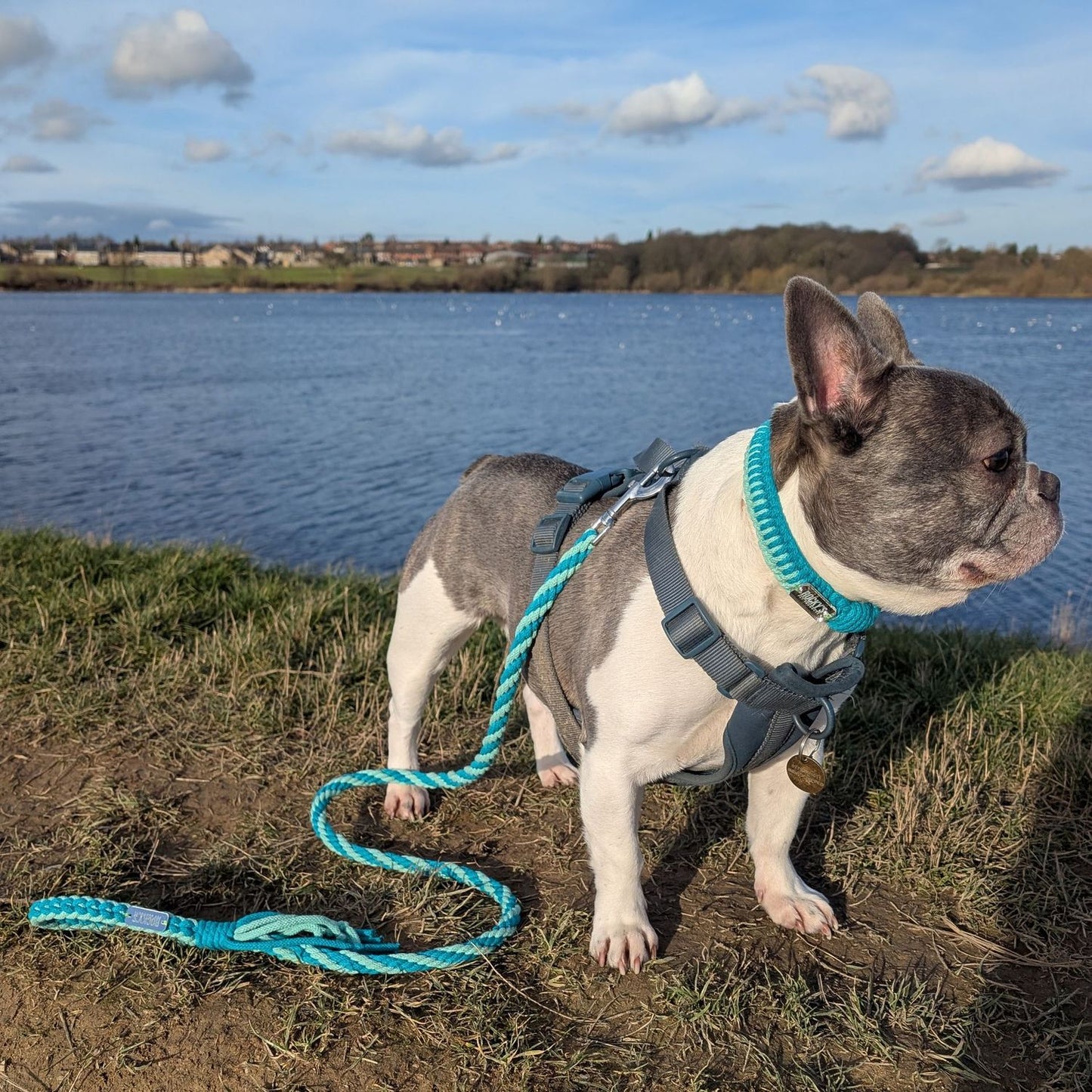 Macrame Two Tone Mint DIY Dog Collar and Lead on Rocky
