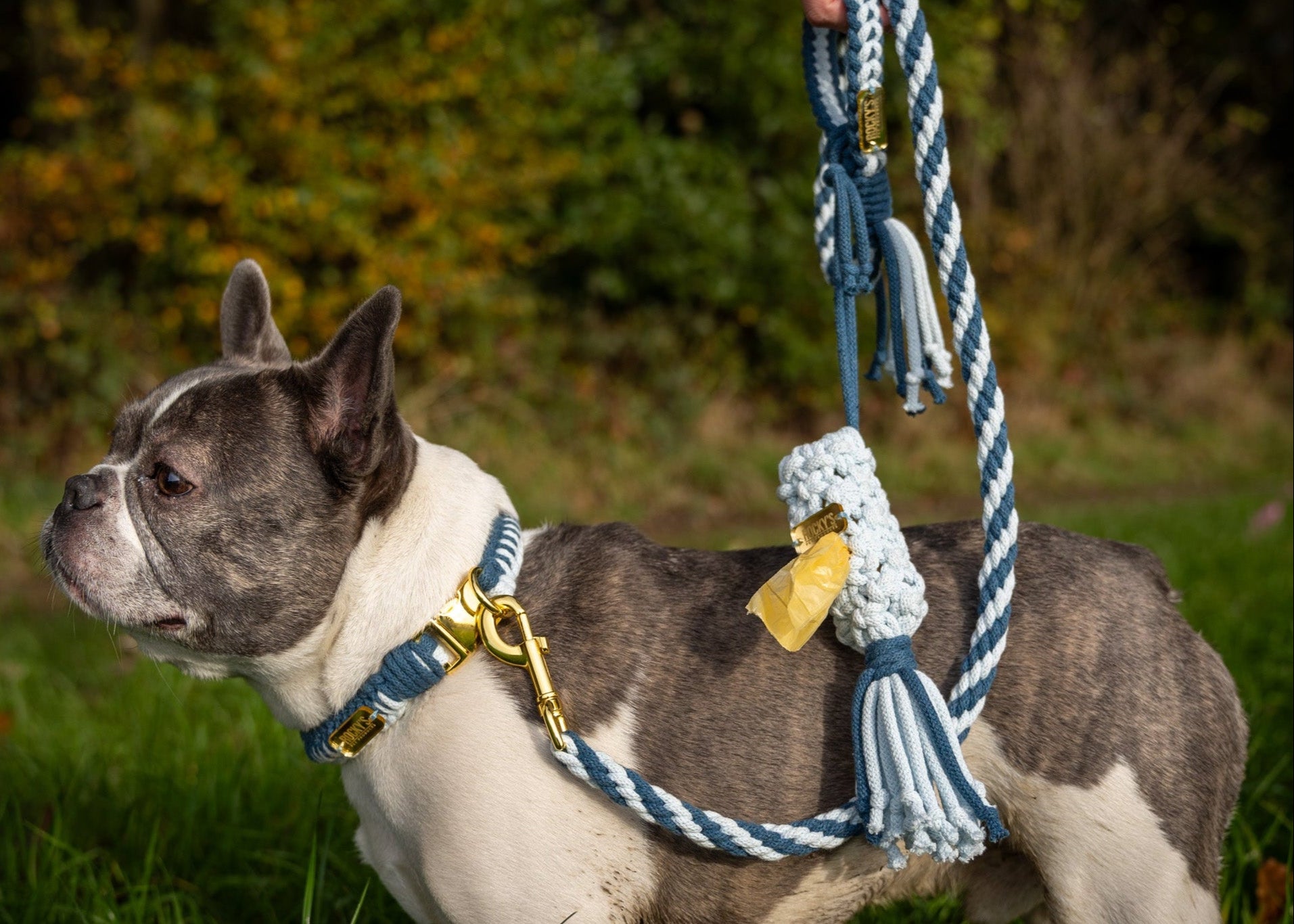 French bulldog wearing handmade dog collar and blue dog lead