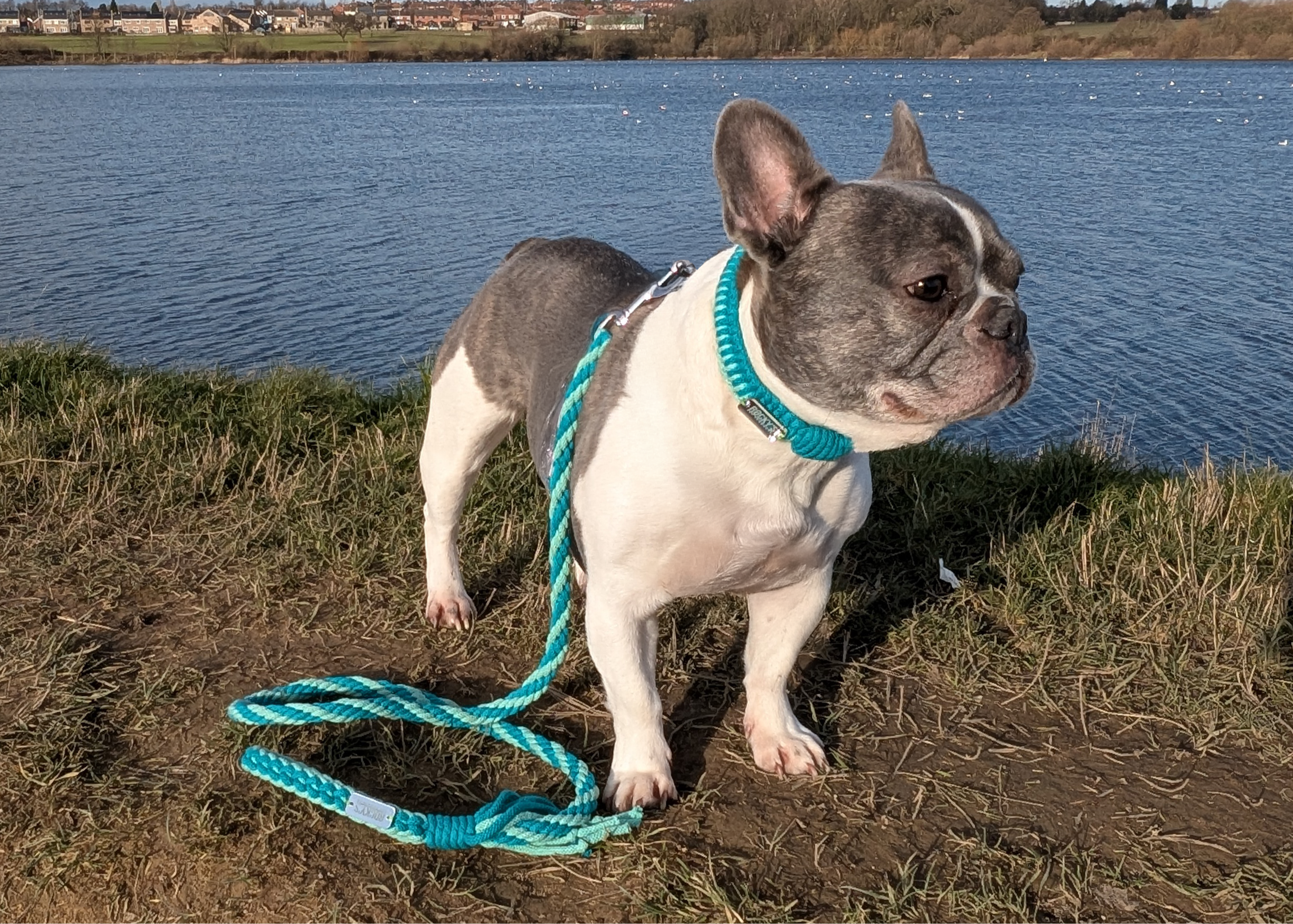 French bulldog wearing handmade dog collar and dog lead in mint green