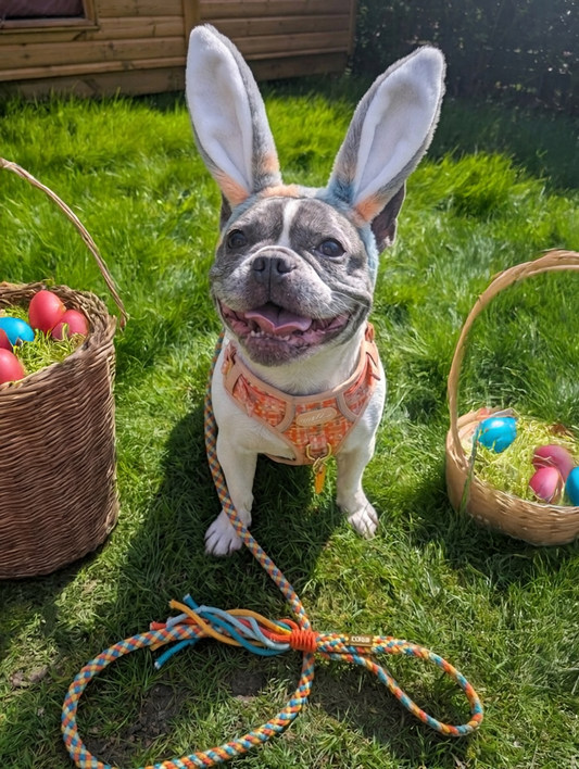 Easter Crafting - Make Your Own Dog Lead this Bank Holiday!