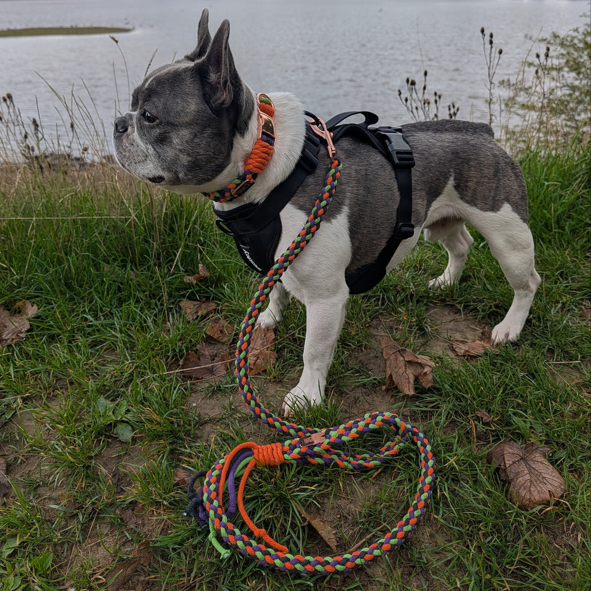 A gray and white French Bulldog standing on grass by a lake, wearing a black harness and an orange-and-black collar with a braided multicolor leash coiled on the grass in front.