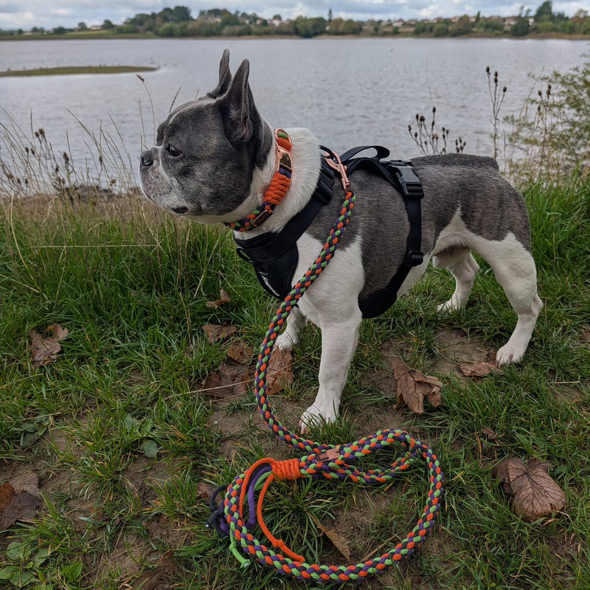A gray and white French Bulldog standing on grass by a lake, wearing a black harness and an orange-and-black collar with a braided multicolor leash coiled on the grass in front.