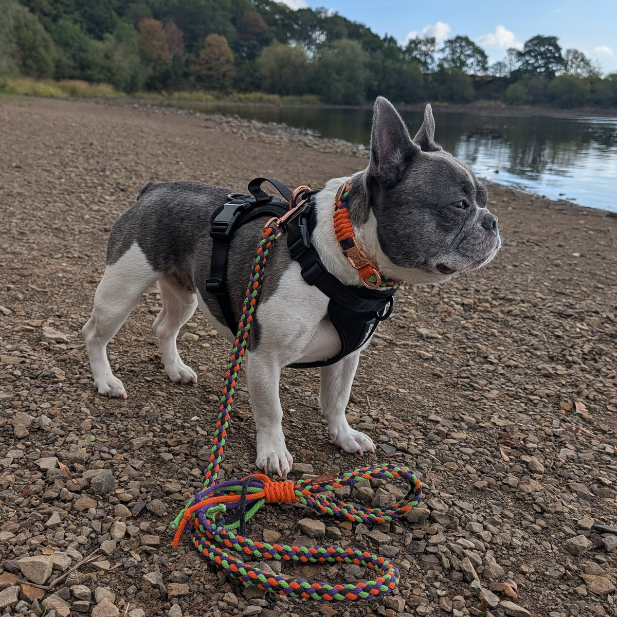 A gray and white French Bulldog standing on a rocky lakeshore wearing a black harness and an orange collar with a braided multicolor leash coiled on the ground.