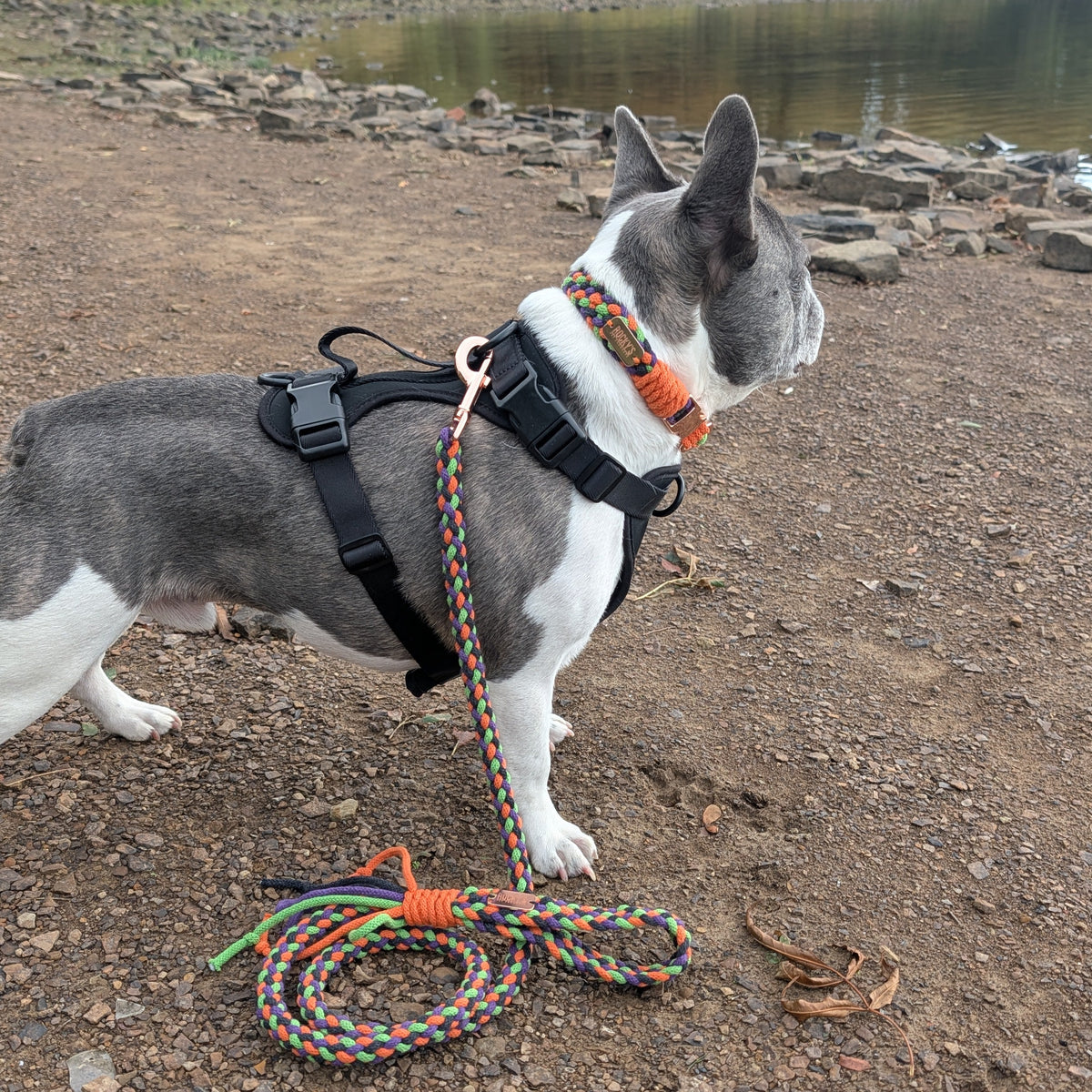 A gray and white French Bulldog standing on a rocky dirt shore next to a body of water, wearing a black harness and a braided multicolor rope collar with an attached leash.