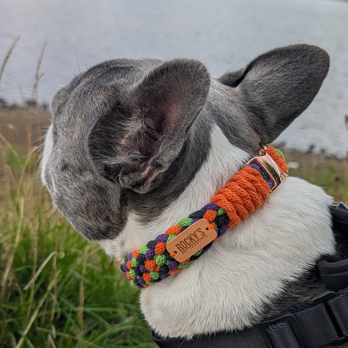 A gray and white French Bulldog wearing a colorful braided collar with a wooden brand tag and a black harness, standing outdoors near a lake with grass and cloudy skies in the background.