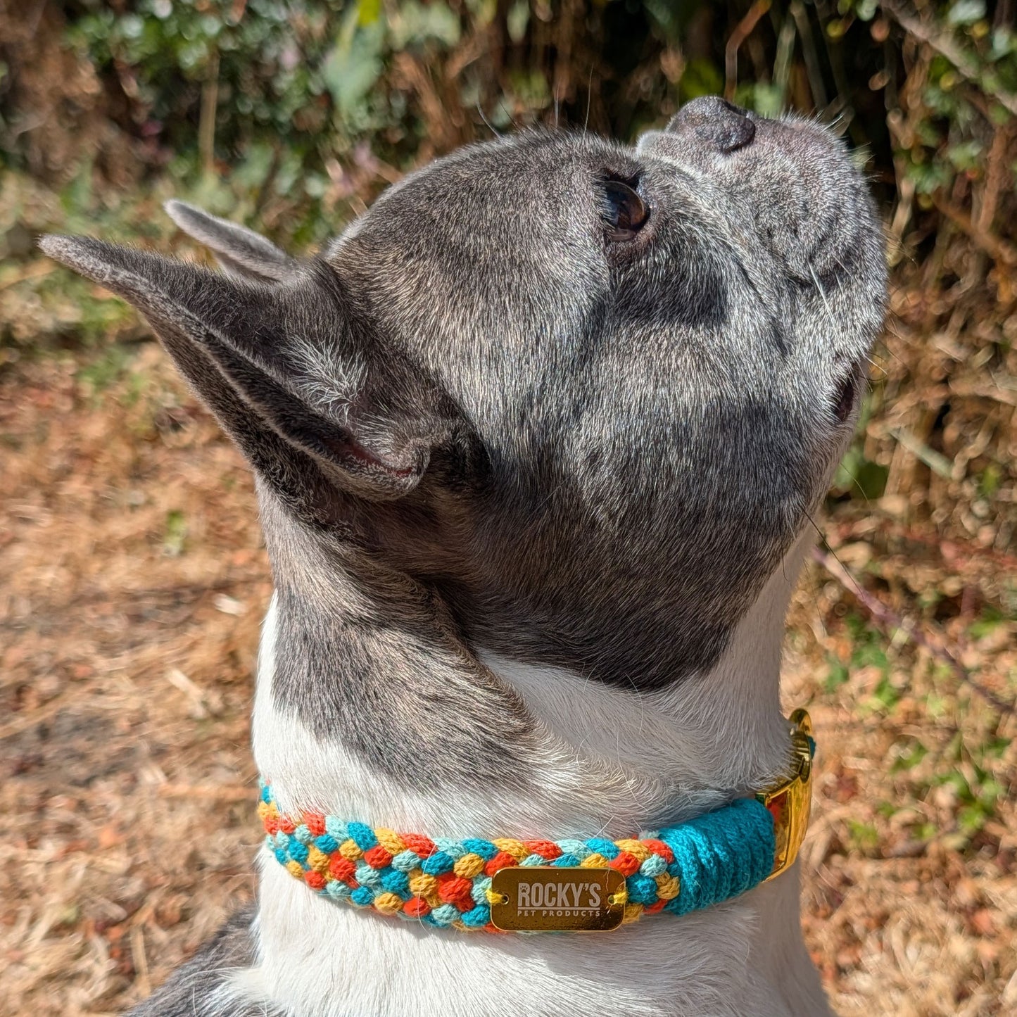 Make Your Own Basket Weave Dog Collar Craft Kit with Braiding Disk