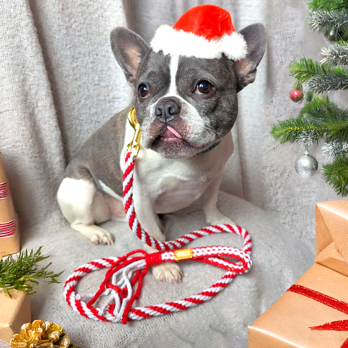 French bulldog wearing a Santa hat and handmade macrame dog lead with Christmas decorations in the background